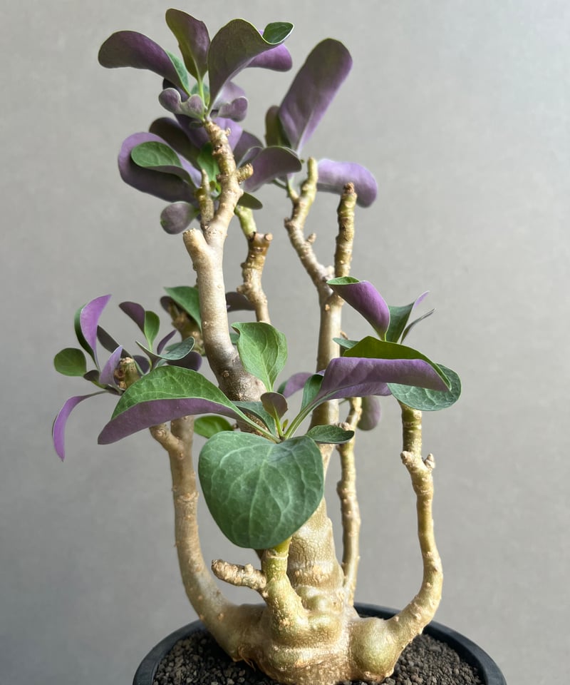 オトンナ トリプリネルビア 「Othonna triplinervia」11N | SHOUC