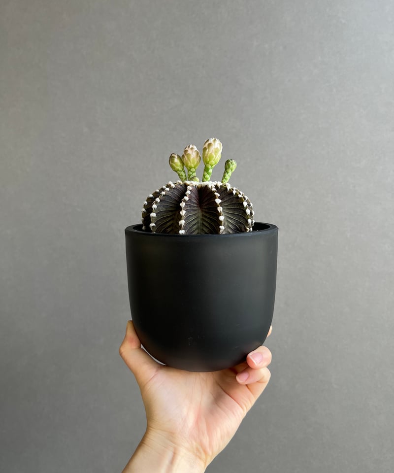 ギムノカリキウム フリードリッヒィ VOS1241 KG “選抜個体”(実生