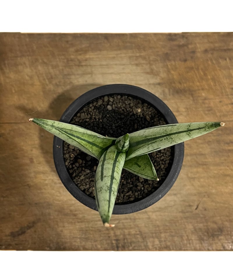 サンスベリア ジュピター Sansevieria Jupiter サンセベリア ジュピター「Sansevieria Jupiter」70G-1 | SHOUCH