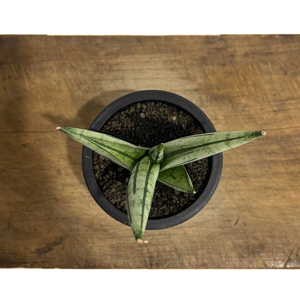 サンセベリア ジュピター「Sansevieria Jupiter」30E-1 | SHOUCH