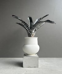 アグラオネマ メタリカ「Aglaonema Metallica」77E-1 | SHOUCHI