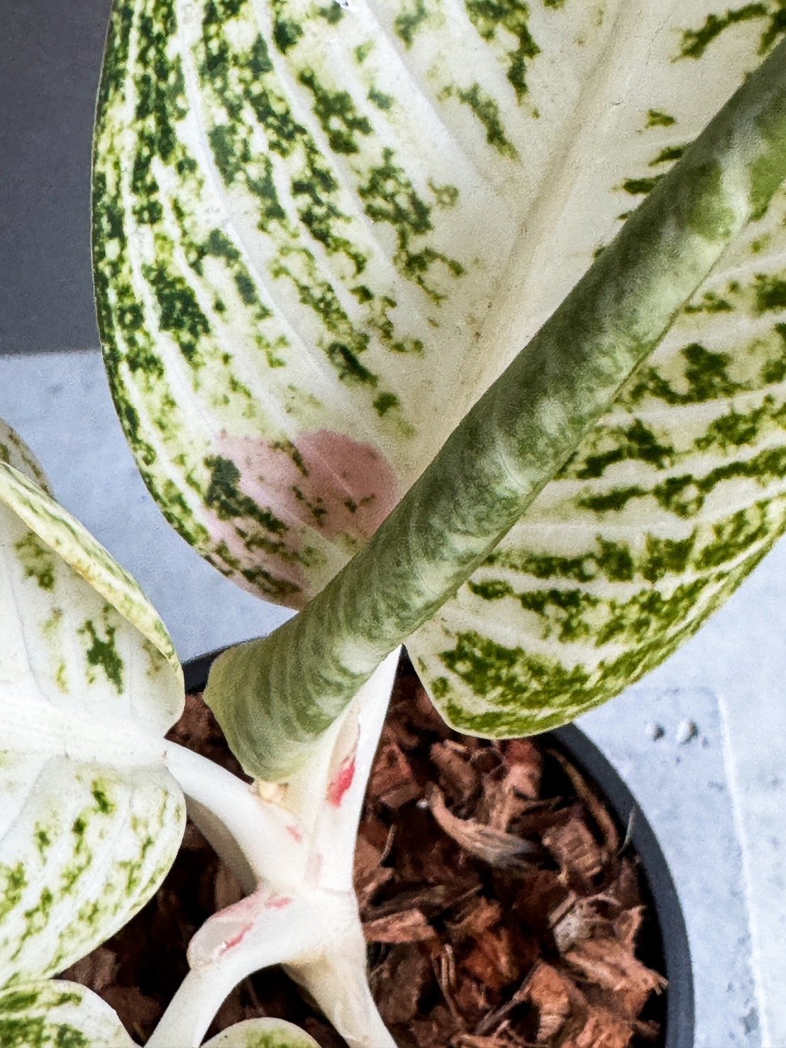 アグラオネマ ホワイト レガシー “変異種” 「Aglaonema White Legacy