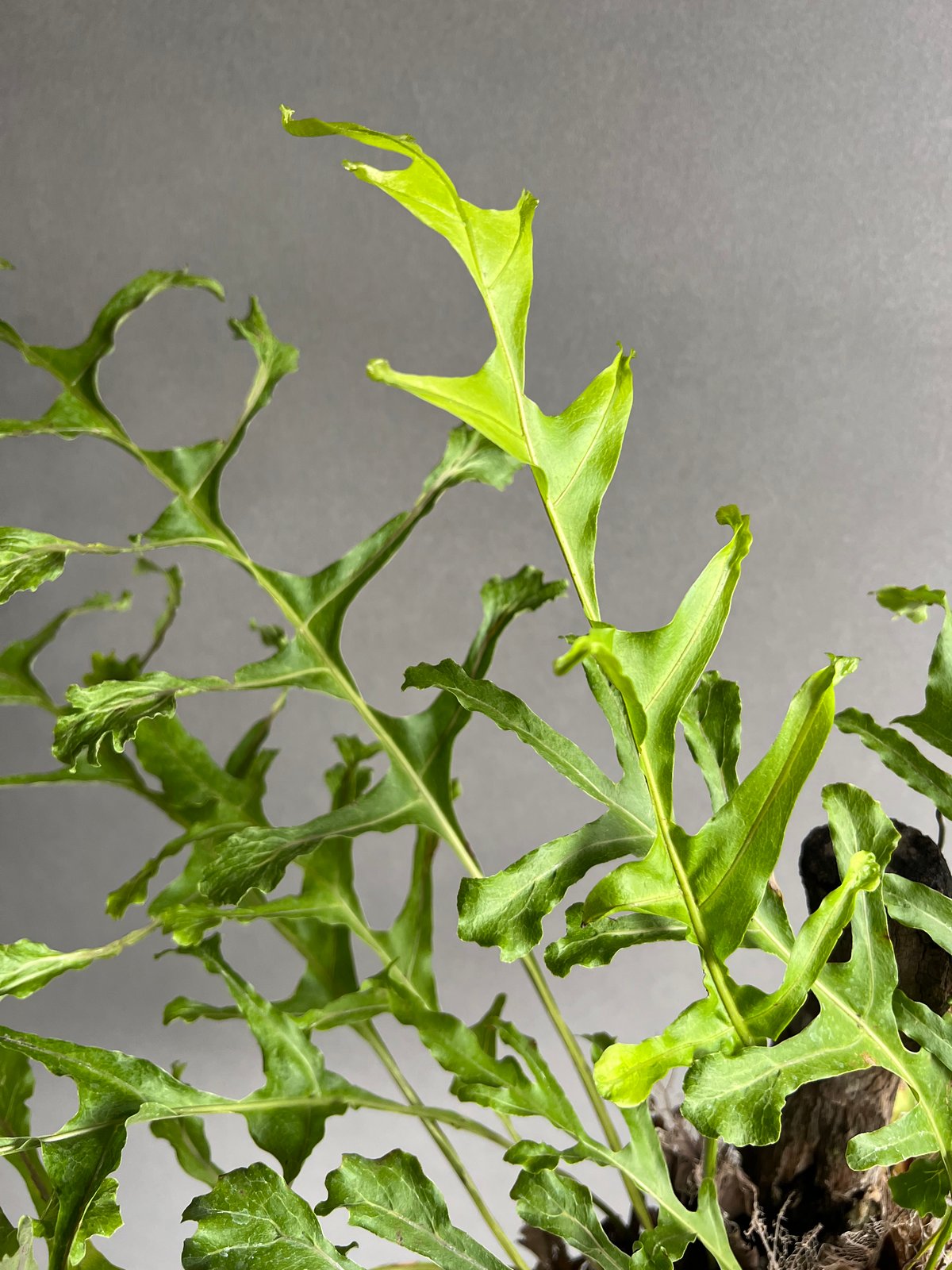 ドリナリア クエルシフォリア 【Drynaria quercifolia 】③ ドリナリア クエルシフォリア 「Drynaria quercifolia」6/27
