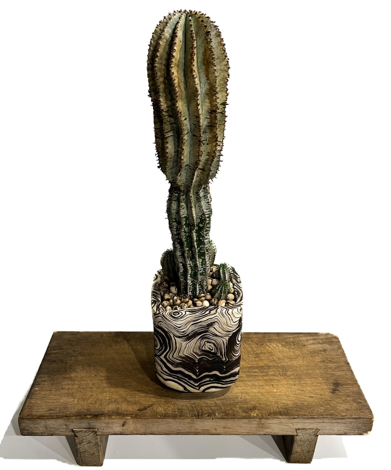 ユーフォルビア　ポリゴナ ユーフォルビア ポリゴナ＋pmp 「Euphorbia polygona」12/4 | SHO