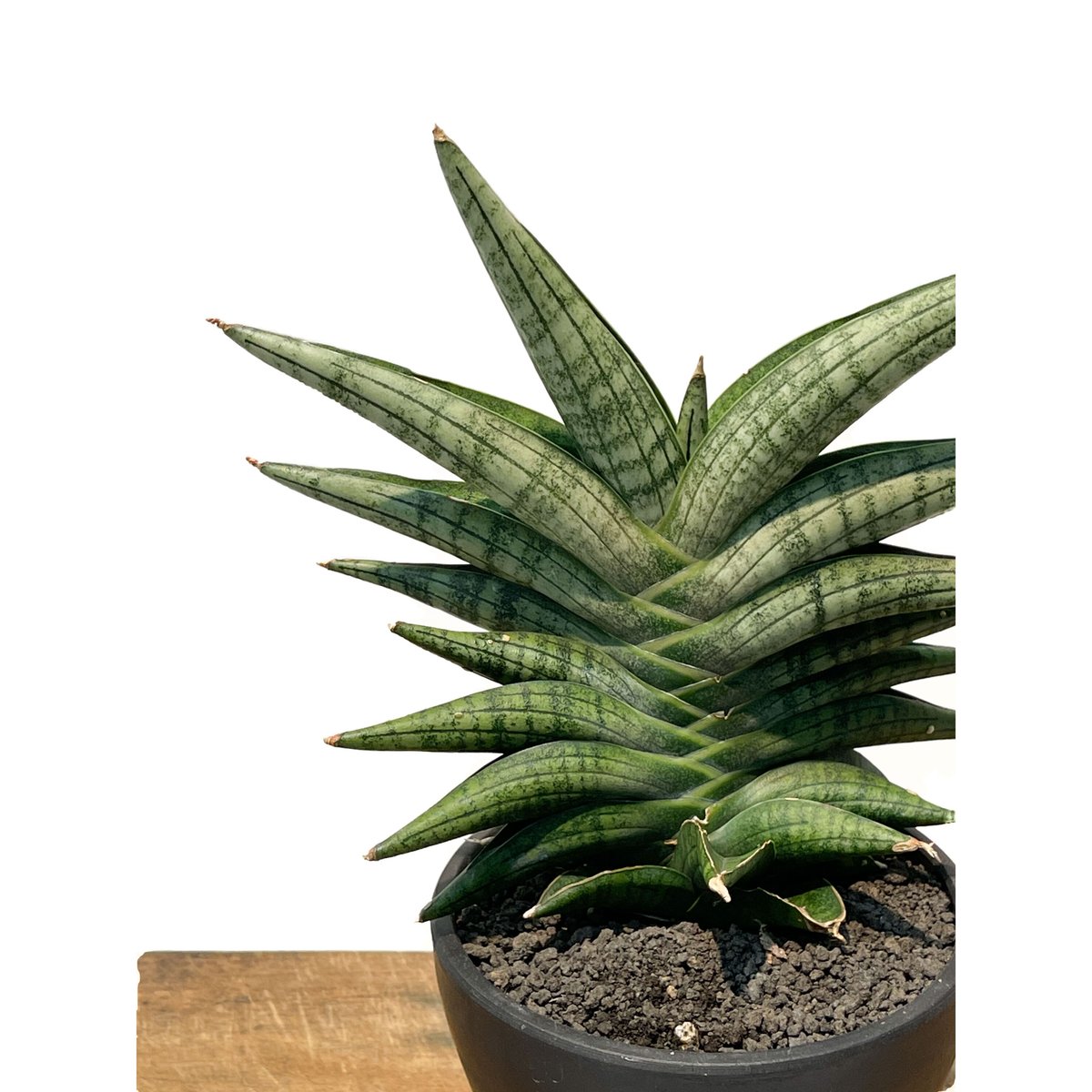 EMP サンセベリア KOBITO 小人 / 親株サイズ SA52 EMP サンセベリア KOBITO 小人 / 親株サイズ SA52 EMP サンセベリア