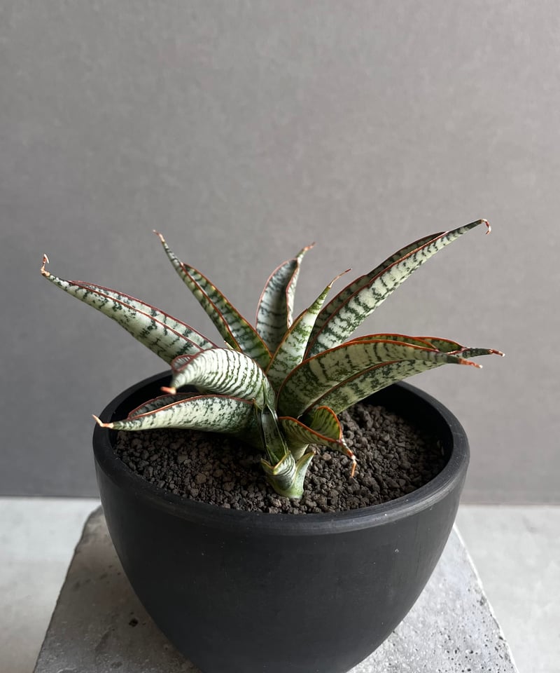 サンセベリア サンシャイン エンジェル 「Sansevieria Sunshine Angel