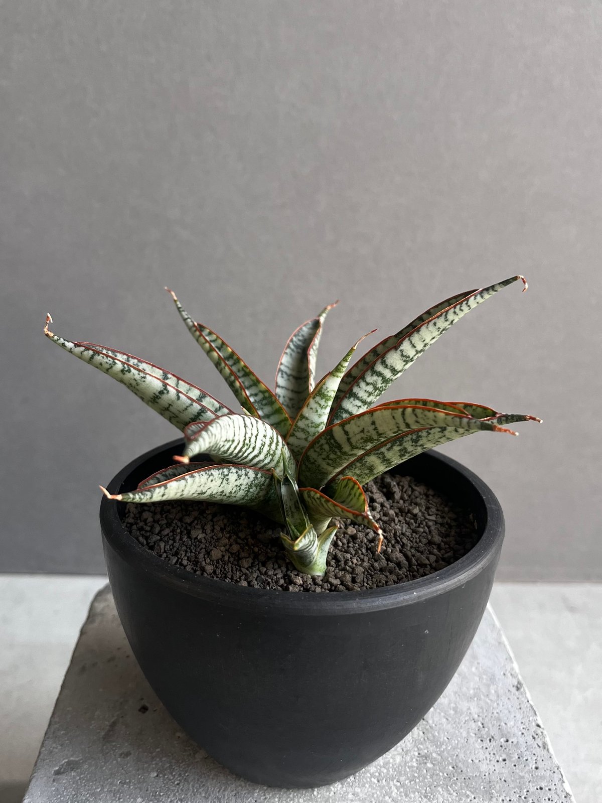 サンセベリア サンシャイン エンジェル 「Sansevieria Sunshine