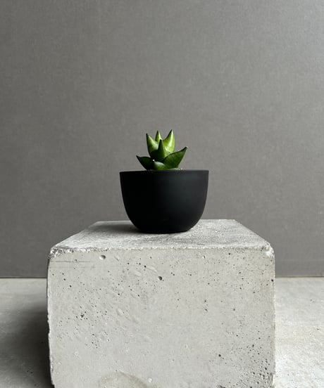 サンセベリア グリーン アント(ドワーフ)「Sansevieria Green Ant 」56