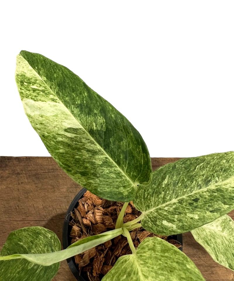 スキスマトグロティス sp. サウザン タイランド 「Schismatoglottis sp.