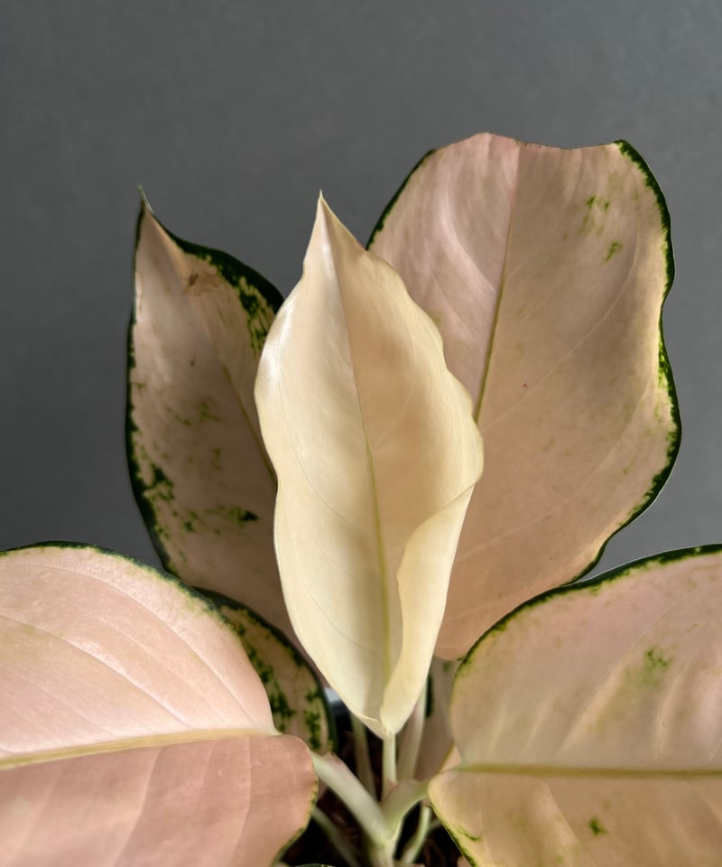 アグラオネマ コーチン ピーチ 「Aglaonema Cochin.Peach」48X