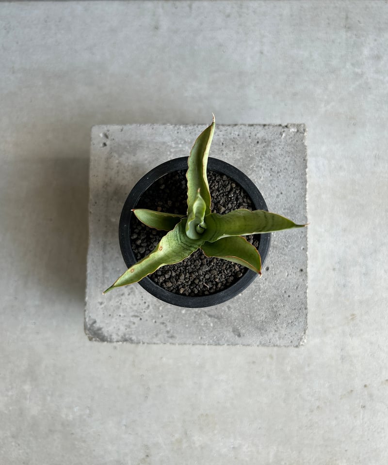EMP サンセベリア Saigon サイゴン /最後の写真 イメージ SA354 サンセベリア サイゴン 「Sansevieria Saigon (by Unyamanee