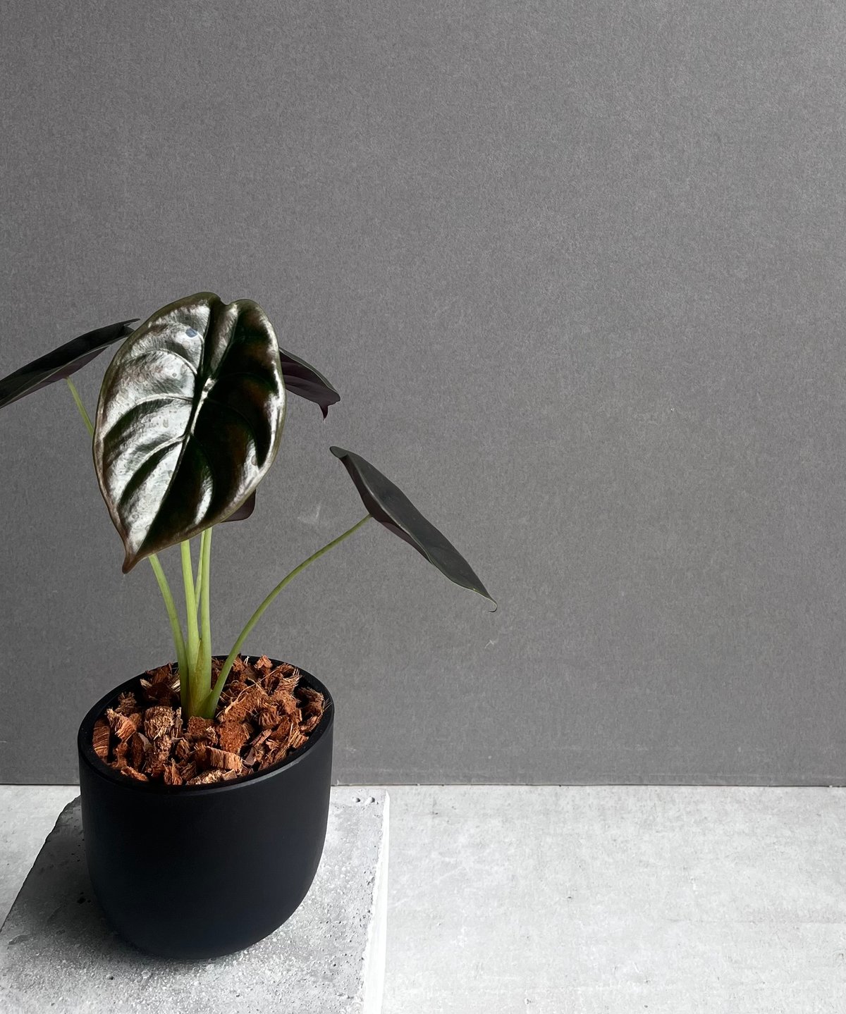 Alocasia cuprea varigated/アロカシア クプレア斑入り② アロカシア クプレア 斑入り(Alocasia cuprea variegata) | 希少