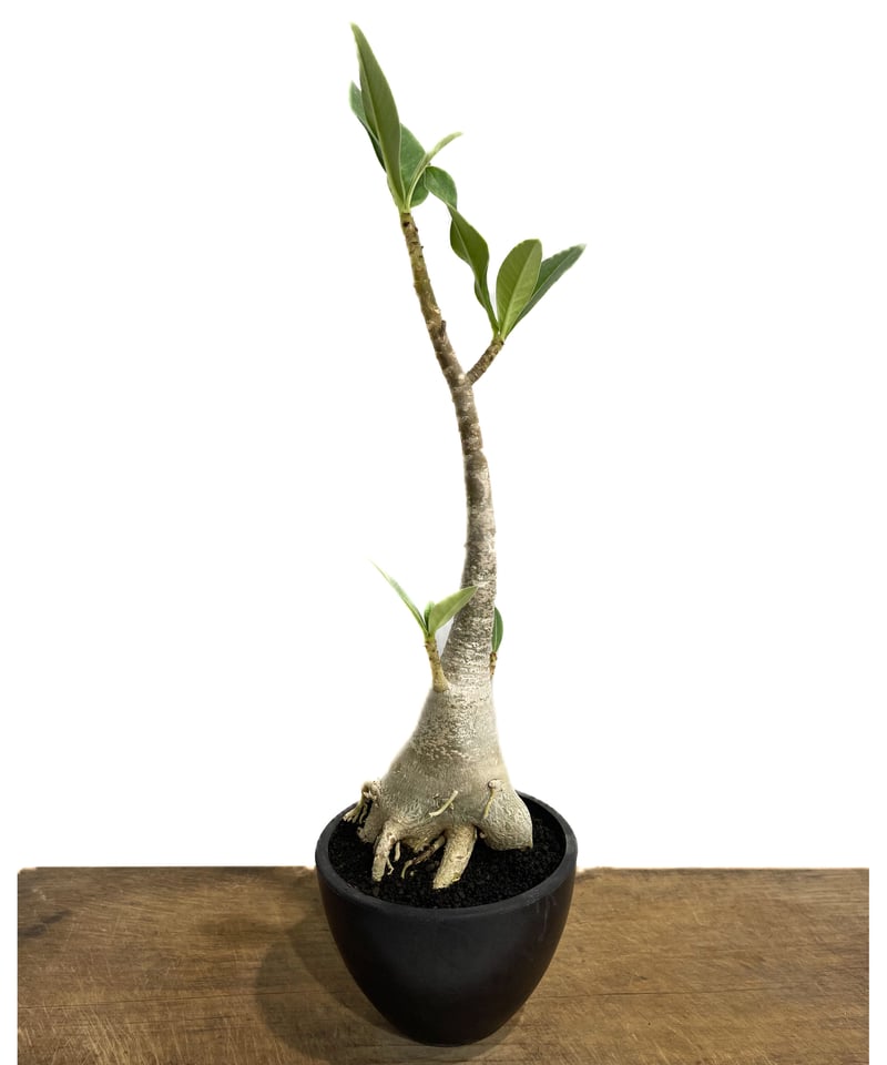 アデニウム　タイソコトラナム　コレクション株　大株 アデニウム タイソコトラナム 特選大株 | BizarrePlants Ueshin