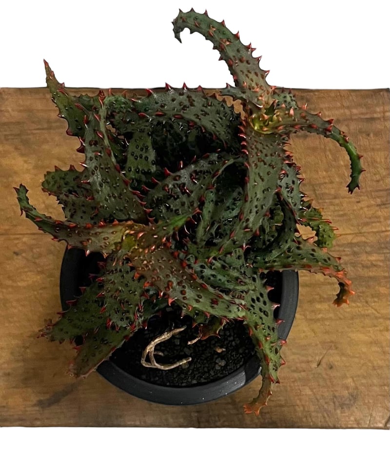アロエ ハイブリッド “選抜個体” 「Aloe Hybrid “Select”」56U アロエ ハイブリッド “選抜個体” 「Aloe Hybrid “Select”」56U