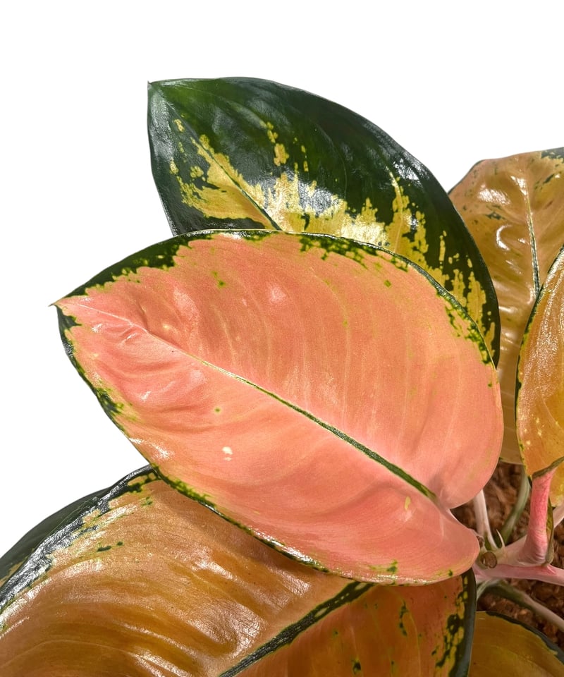 アグラオネマ スターバックス 「Aglaonema Starbucks 」92U | SHO