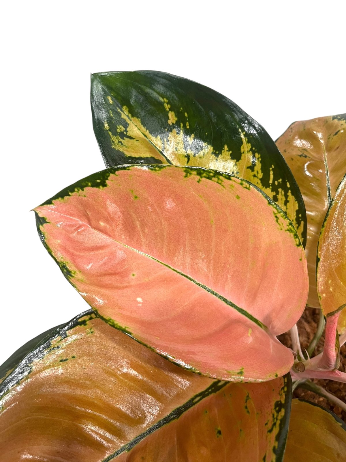 アグラオネマ スターバックス 「Aglaonema Starbucks 」92U | SHO