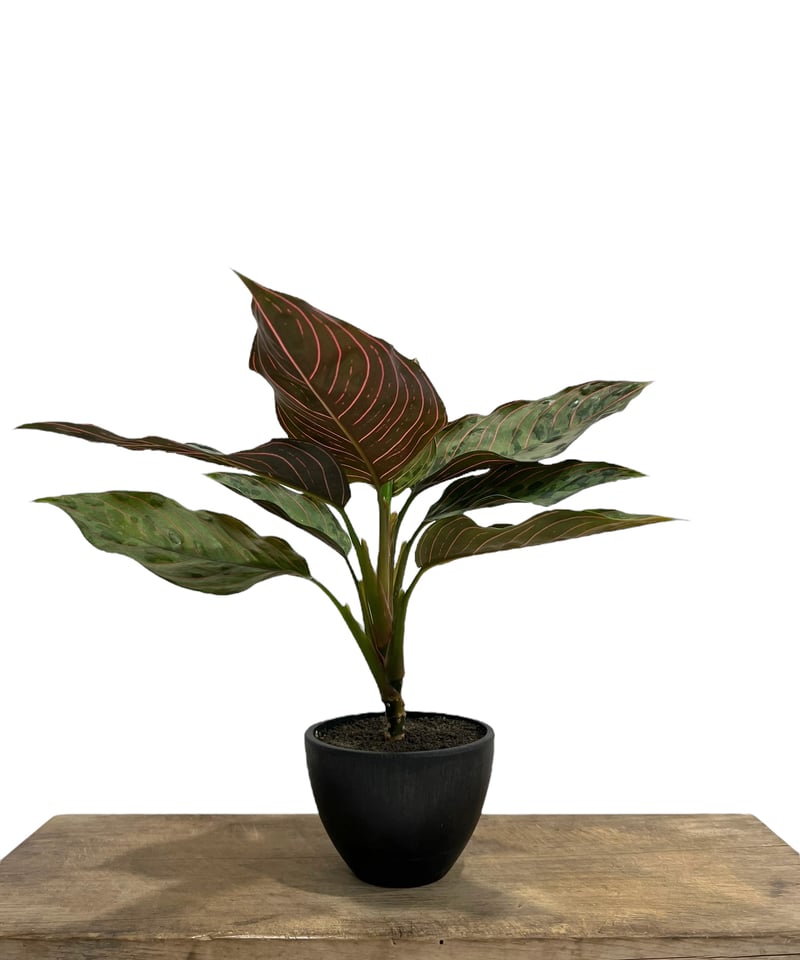 アグラオネマ レッドアーミー「Aglaonema Red Army」91C-3 | SHOUC