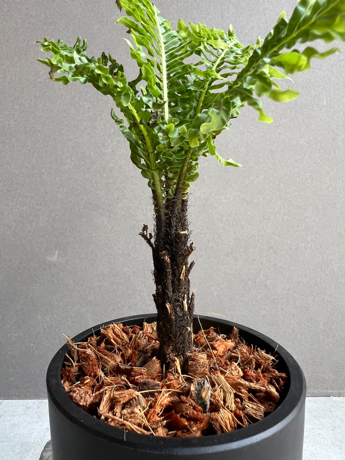 ブレクナム ギッバム ドワーフ 「Blechnum gibbum Dwarf 」75B | S