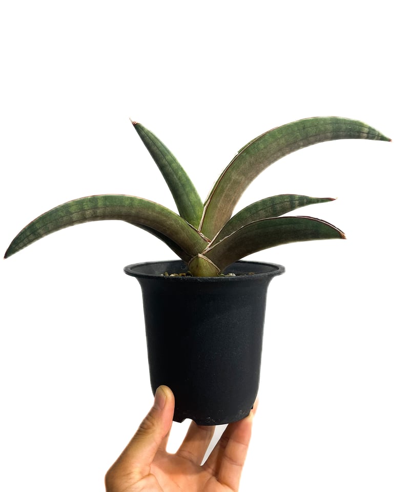 サンセベリア プフィステリー「Sansevieria pfisterii」88F-3 | SH