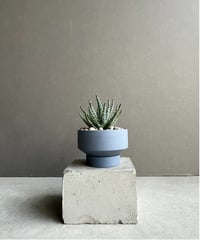 ビカクシダ ヤマタノオロチ（子株） 「Platycerium Yamata no Orochi