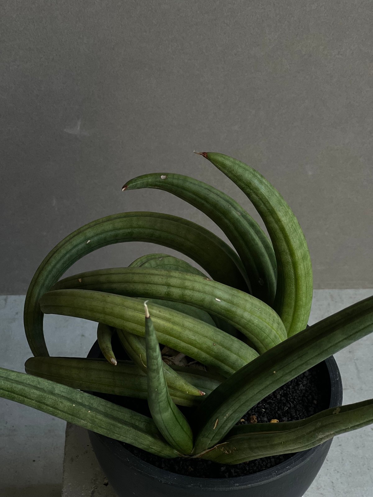 サンセベリア アンヤマニー ハイブリッド “トルネード”「Sansevieria