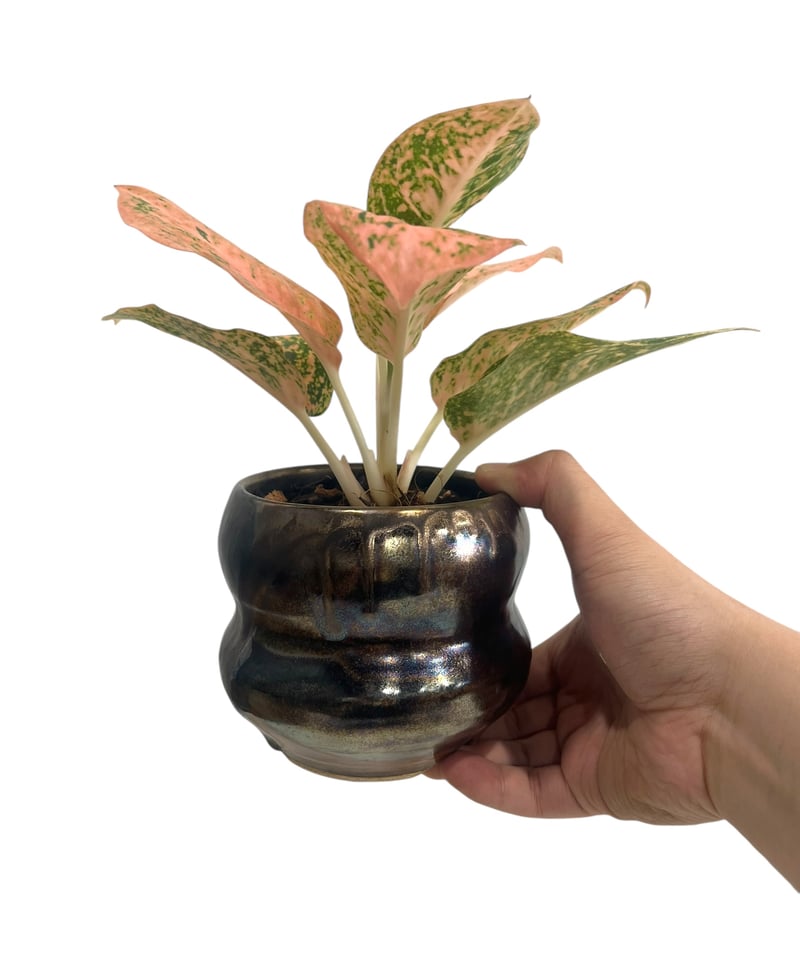 アグラオネマ スターダスト オレンジ+ Masaki Tomabechi (YON-HACHI