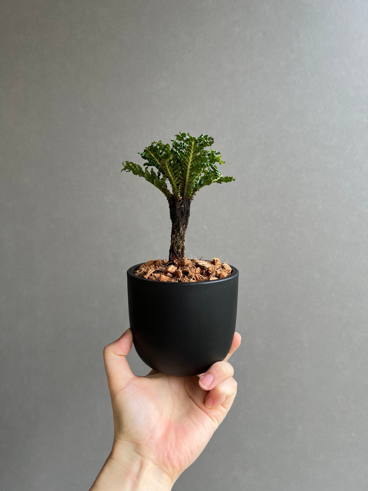 ブレクナム ギッバム ドワーフ 「Blechnum gibbum Dwarf 」23E | S