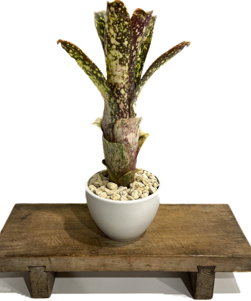 ビルベルギア コラン マジック「Billbergia Kolan Magic」76G-4 |