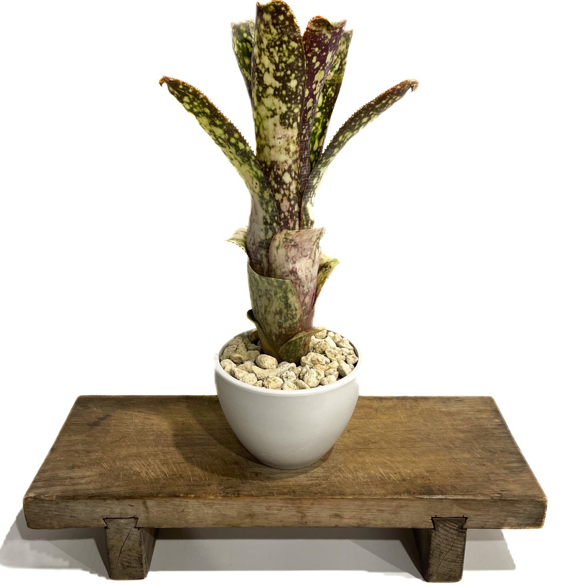 ビルベルギア コラン マジック「Billbergia Kolan Magic」76G-4 ビルベルギア コラン マジック「Billbergia Kolan Magic」76G-4