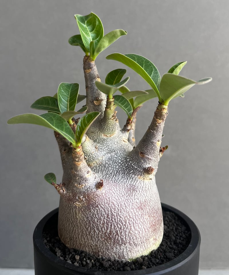 アデニウム アラビカム スーパー ドワーフ “ブラック” 「Adenium