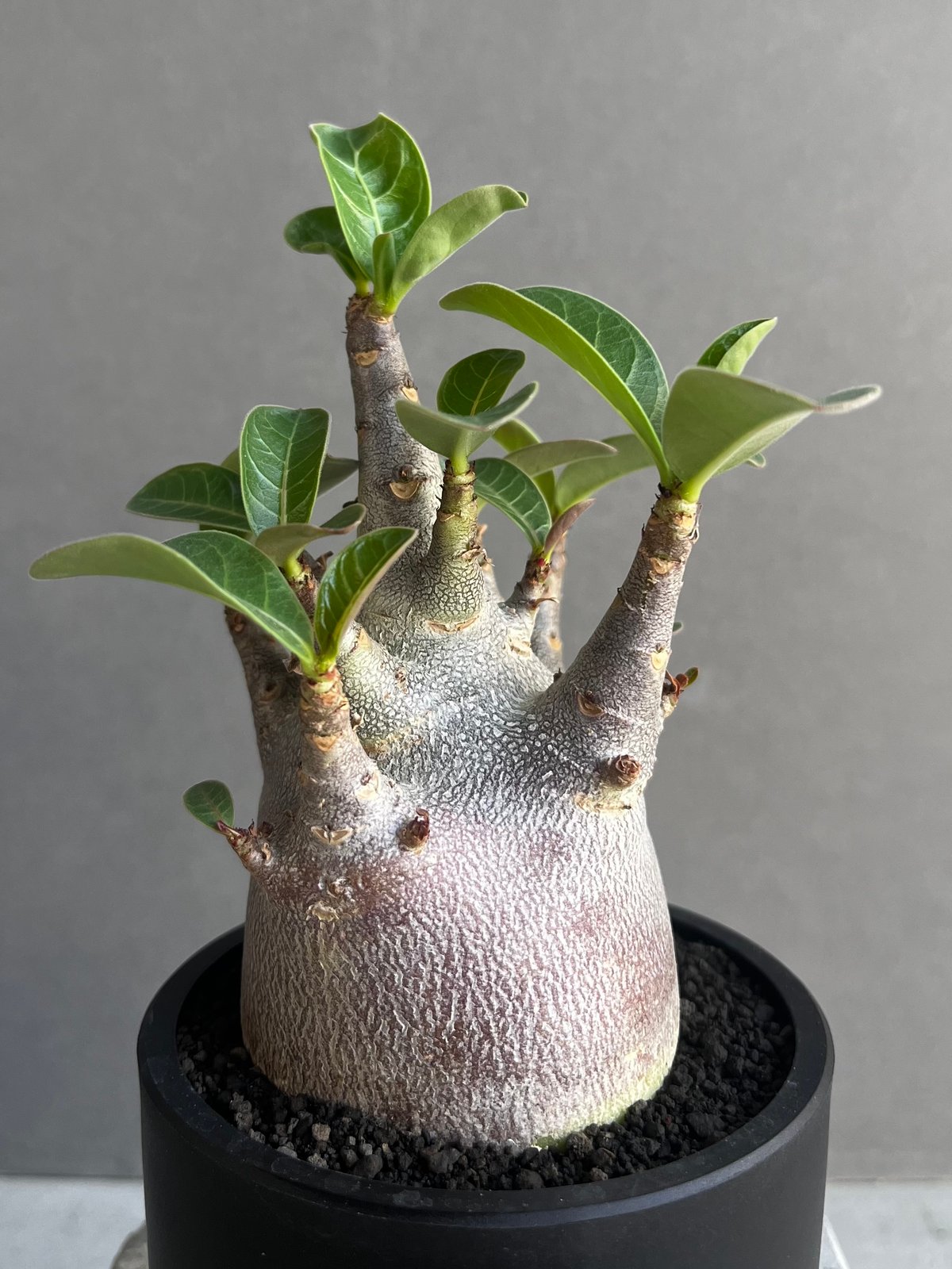 アデニウム アラビカム スーパー ドワーフ “ブラック” 「Adenium