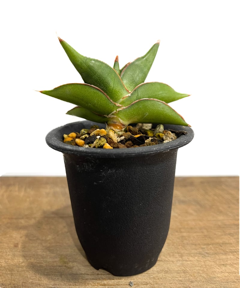 サンセベリア サワディー 「Sansevieria Sawasdee」10/4 | SHOUC サンセベリア サワディー 「Sansevieria Sawasdee」10/4 | SHOUC