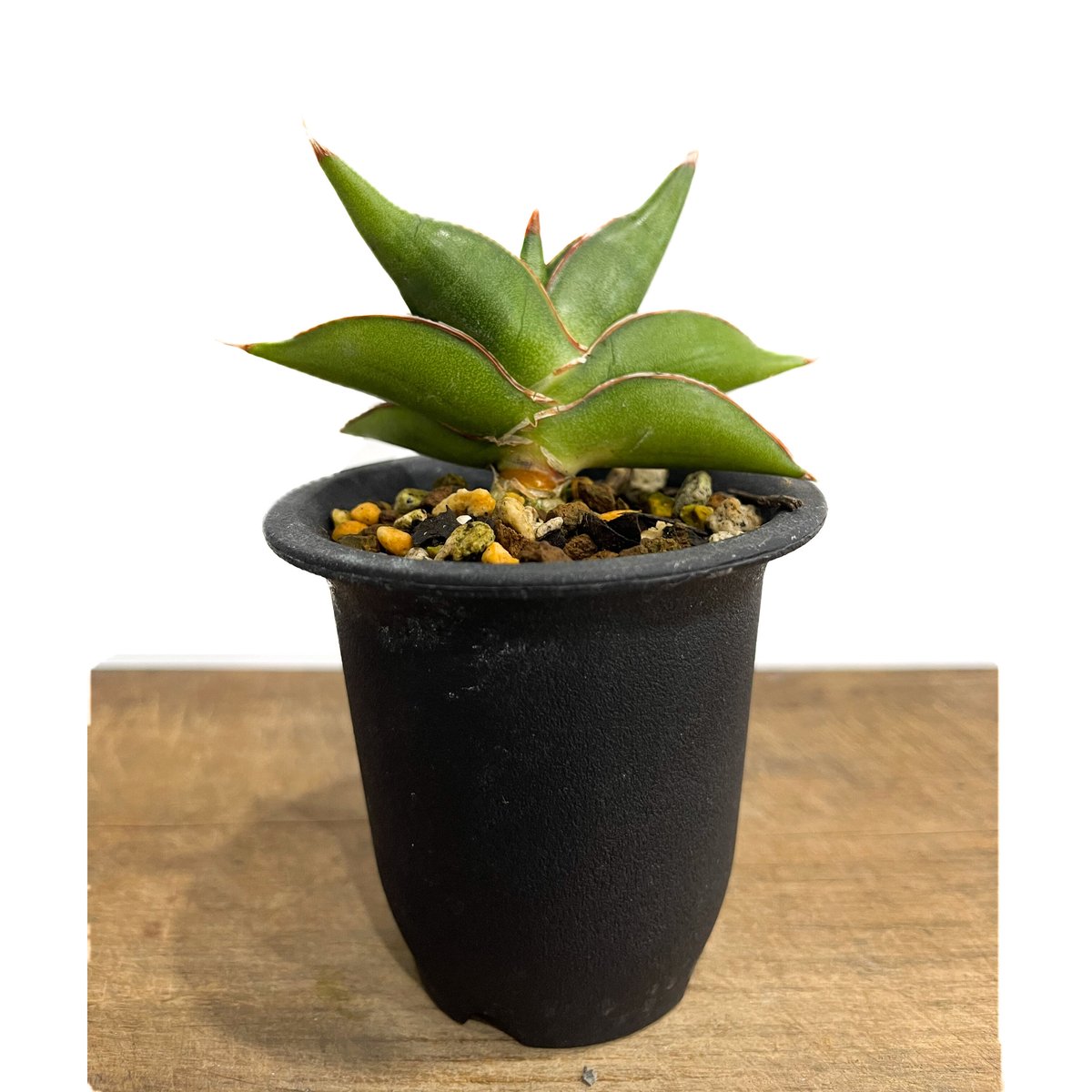 サンセベリア サワディー 「Sansevieria Sawasdee」10/4 | SHOUC