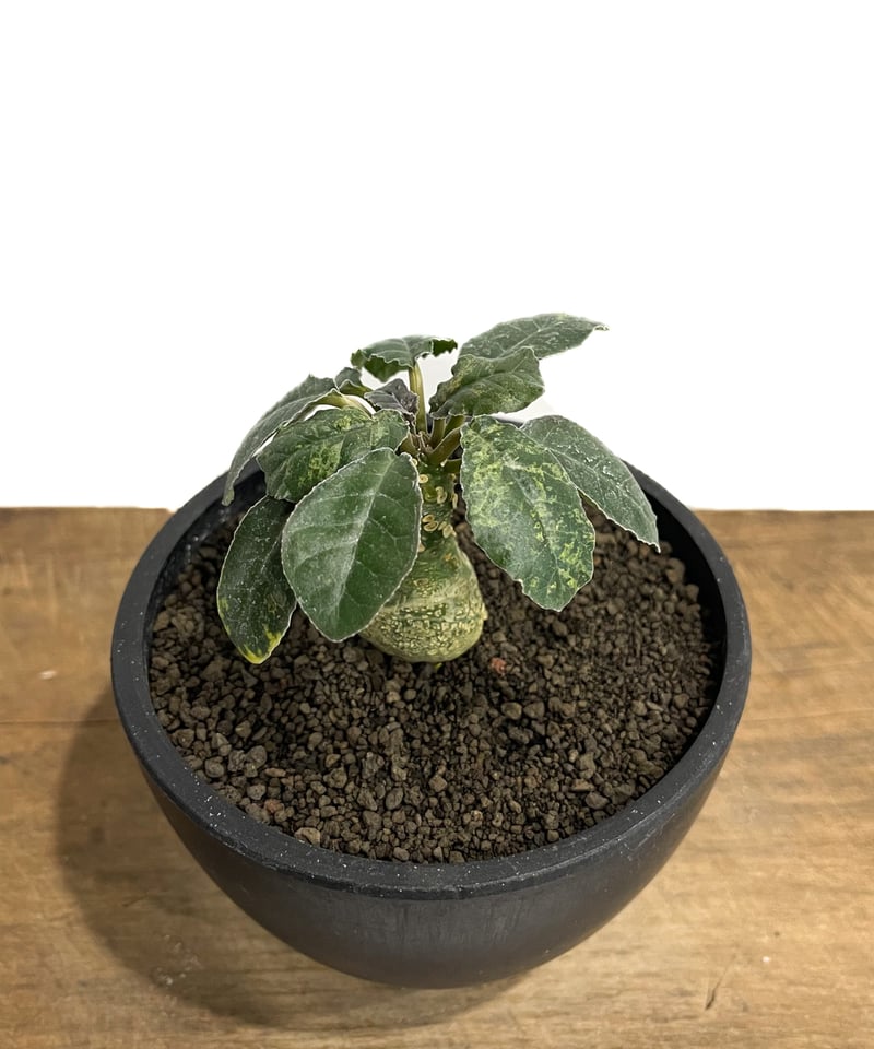 ドルステニア フォエチダ 斑入 “選抜個体”「Dorstenia foetida