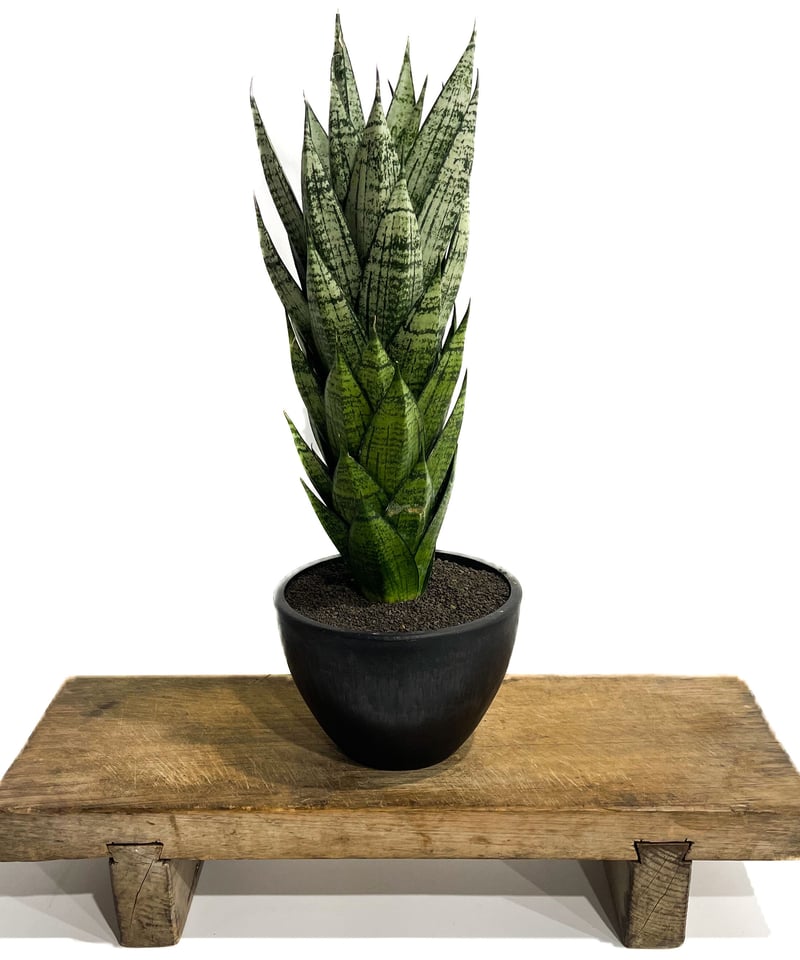 サンセベリア エーレンデル「Sansevieria Ehrendel」4/20-357 | S