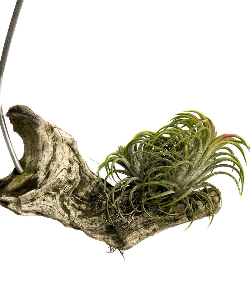 ティランジア イオナンタ 斑入「Tillandsia ionantha Variegated」