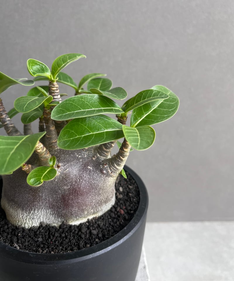 アデニウム アラビカム スーパー ドワーフ “ブラック” 「Adenium