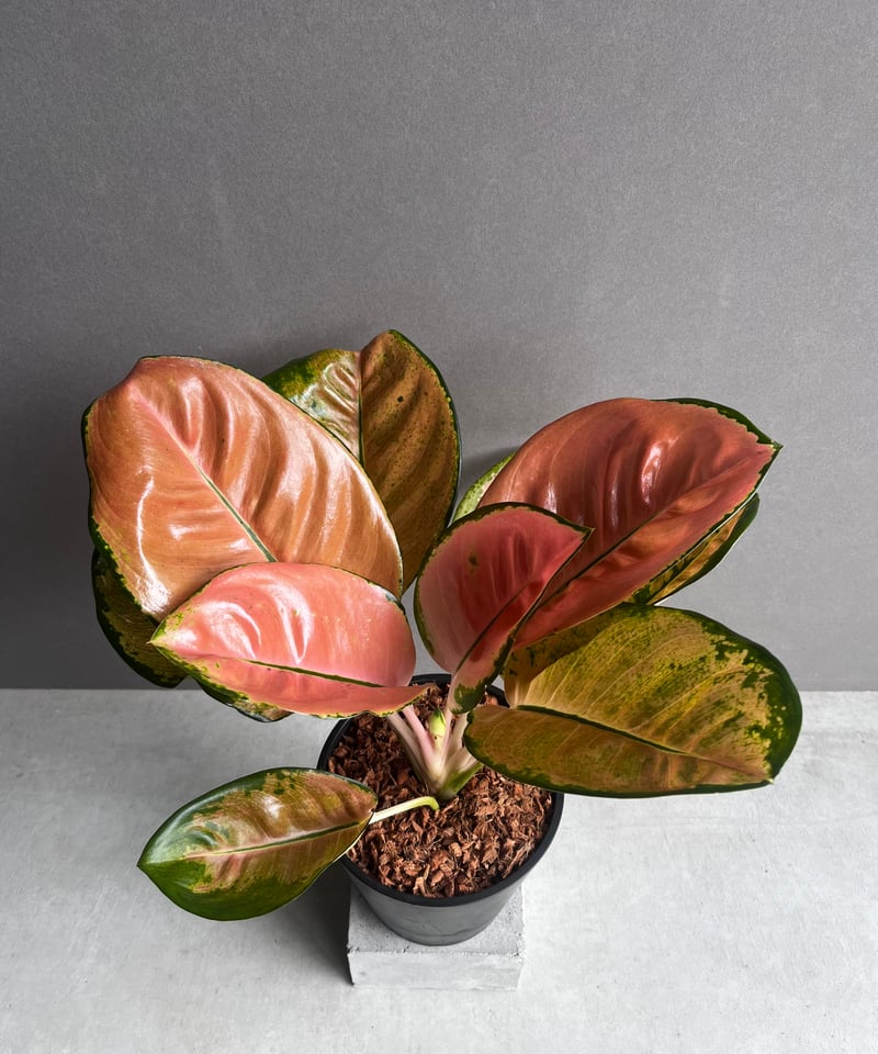 アグラオネマ スターバックス「Aglaonema Starbucks」56A | SHOUCH