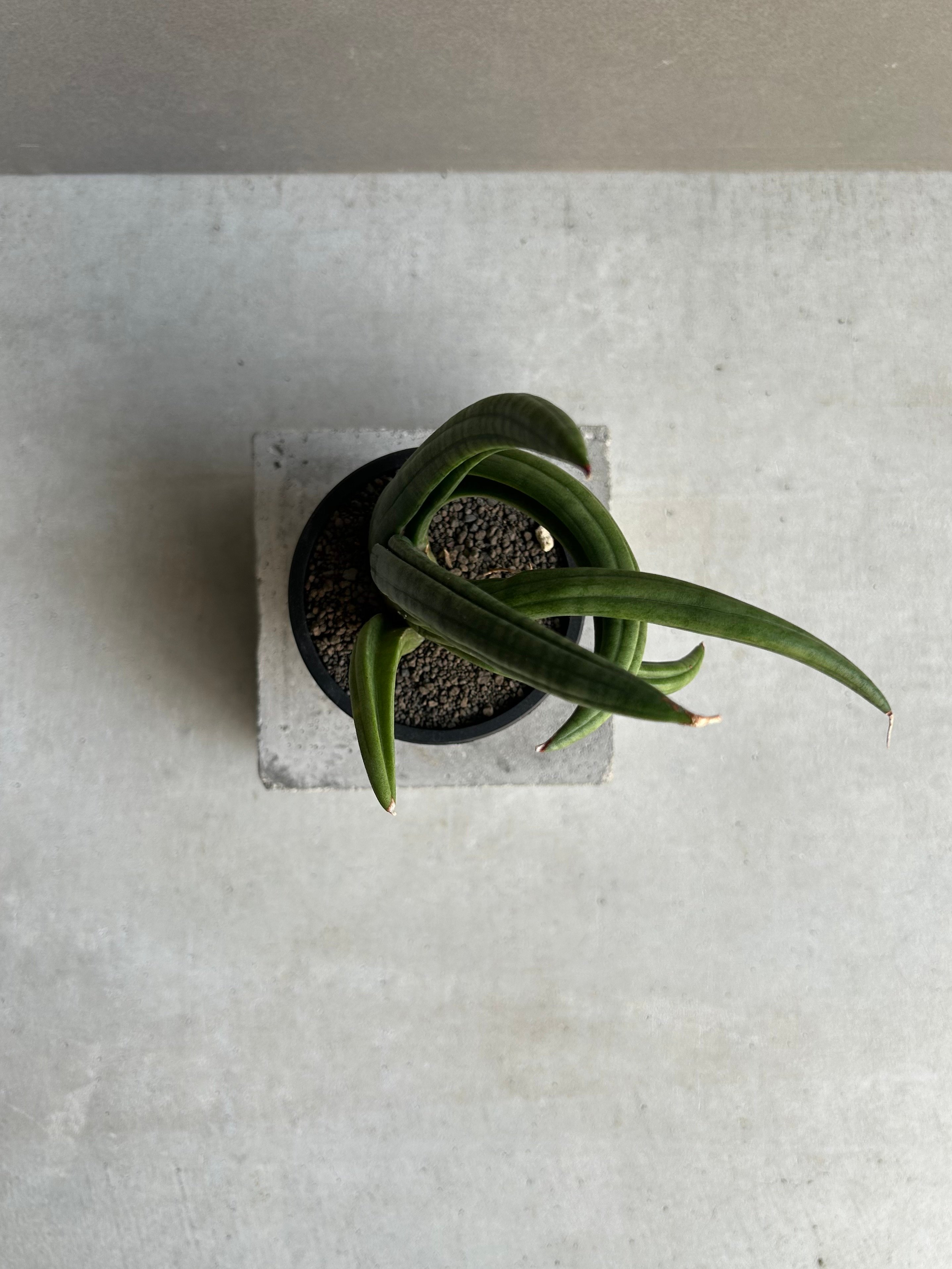 サンセベリア アンヤマニー ハイブリッド “トルネード”「Sansevieria
