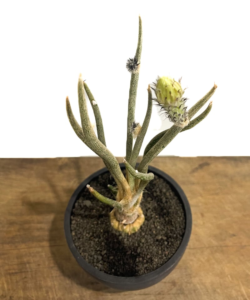 アストロフィツム カプトメデューサ 「Astrophytum caput-medusae」4/