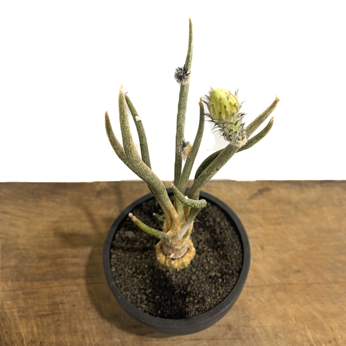 アストロフィツム カプトメデューサ 「Astrophytum caput