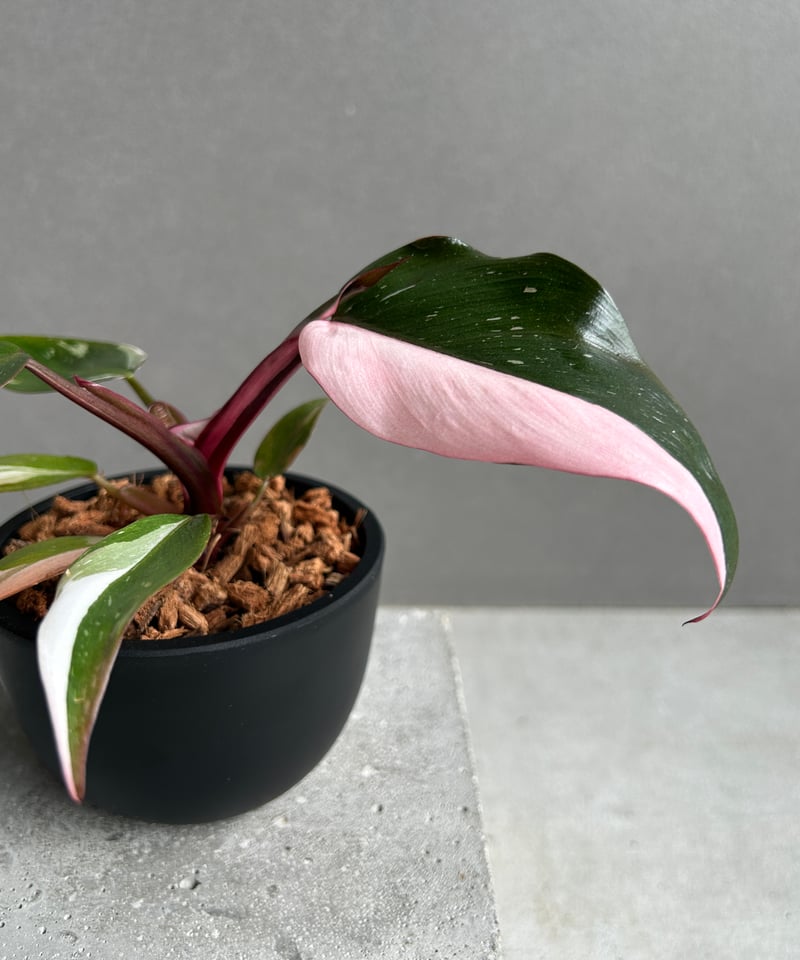 ★レア種特価★フィロデンドロン　レッドコンゴ斑入り　中株　SHOPタグ付き 稀有種】フィロデンドロン レッドコンゴ Philodendron Red Congo