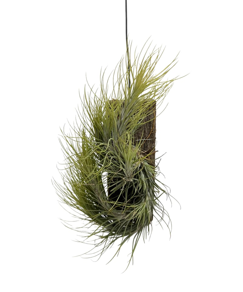 ティランジア フンキアナ (クランプタイプ) 「Tillandsia funckiana (c