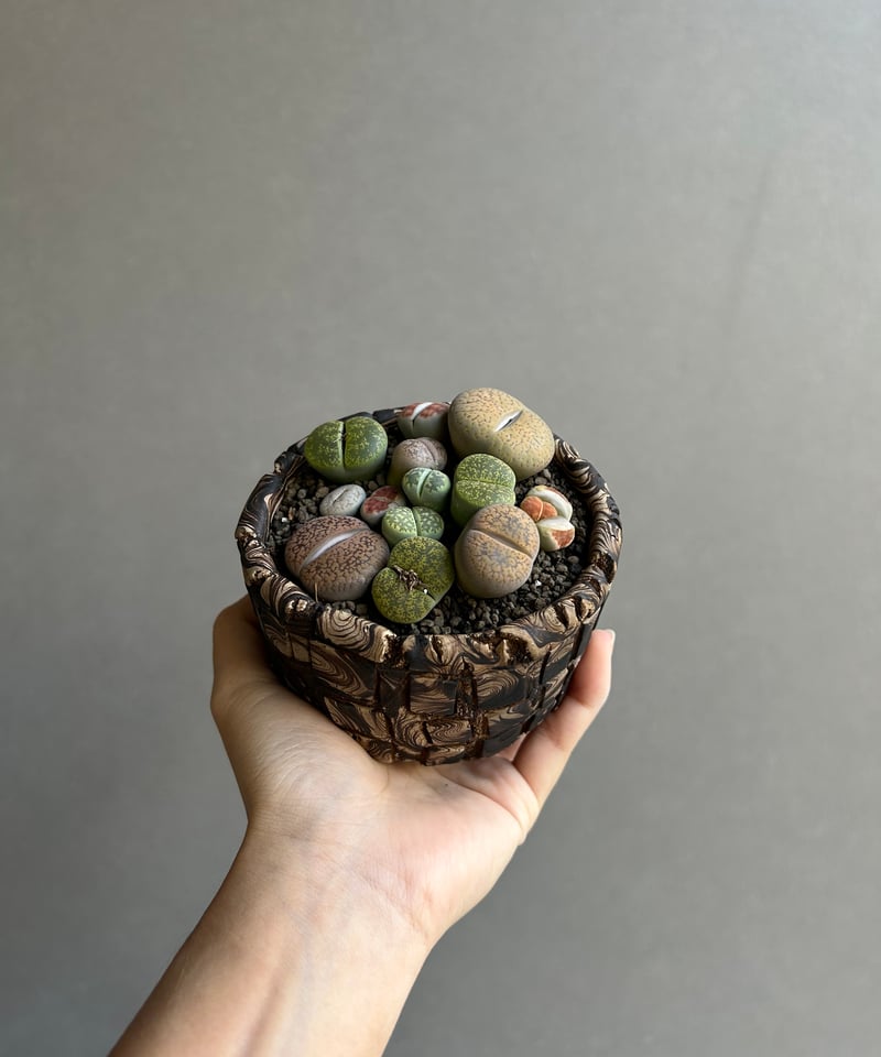リトープス + plantsmonsters pot「Lithops」70L | SHOUCH