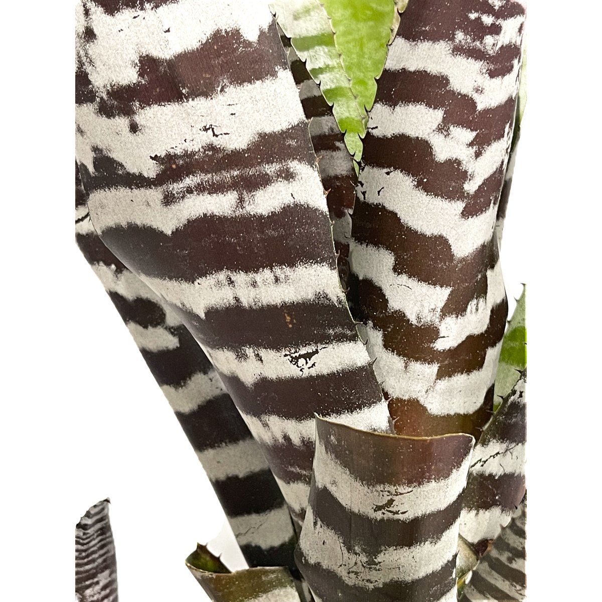 エクメア チャンティニー ブラック セレクト「 Aechmea chantinii Black