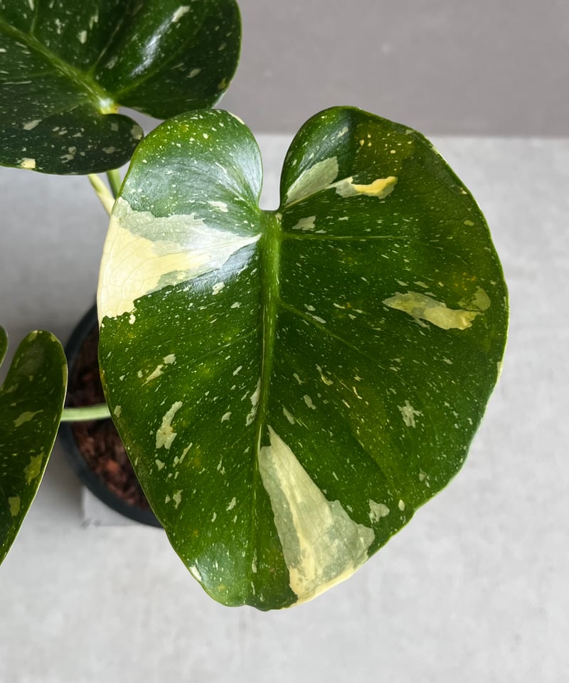 モンステラ デリシオーサ カップケーキ 「Monstera deliciosa モンステラ デリシオーサ カップケーキ 「Monstera deliciosa