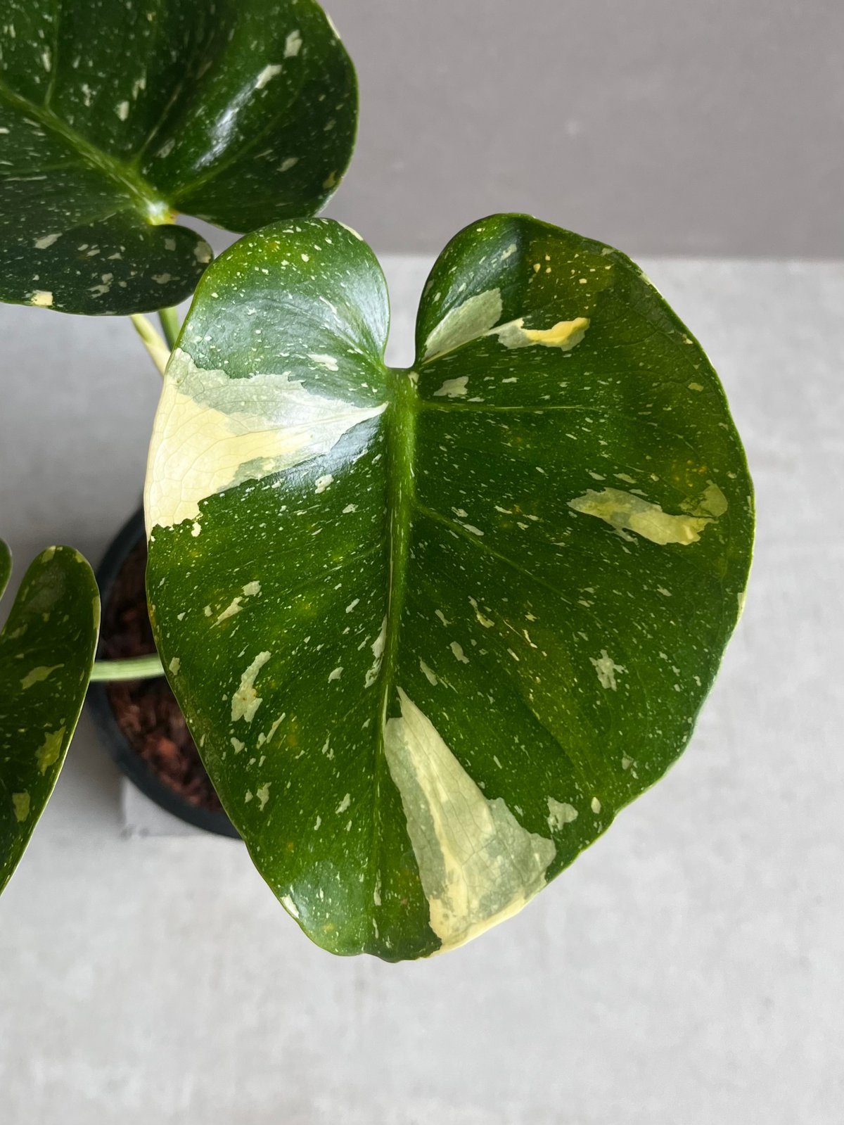 モンステラ デリシオーサ カップケーキ 「Monstera deliciosa