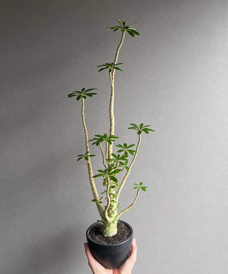 ドルステニア ギガス “選抜個体” 「Dorstenia gigas “Select”」62A