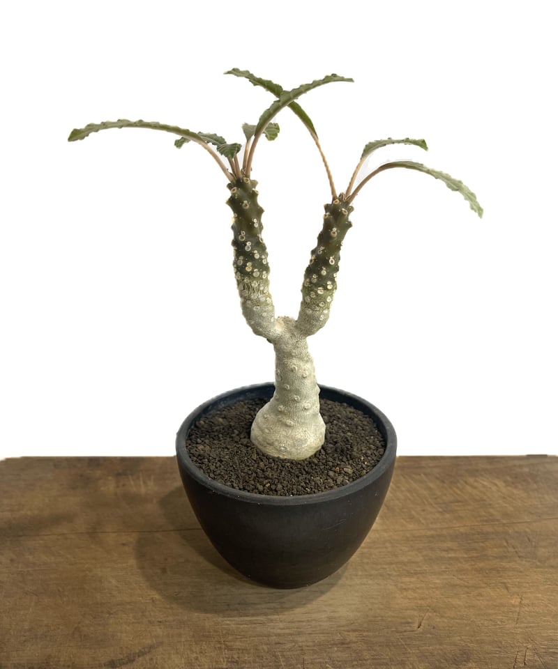 FXXX ガリテトラ　ニンナ　アブディール　ヘドン　エニードープ　ボッコム FXXX オバケ ニンナ ボッコム エニードープ アブディール ヘドン