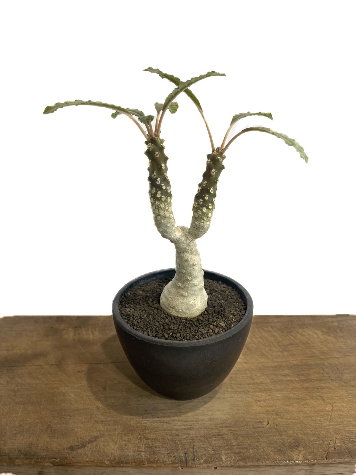 ドルステニア・フォエチダ　モンスト まるでモンスター!? なドルステニア・フォエチダ - 多肉植物通販